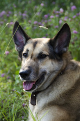 A dog of noble family on vacation