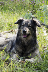 A dog of noble family on vacation