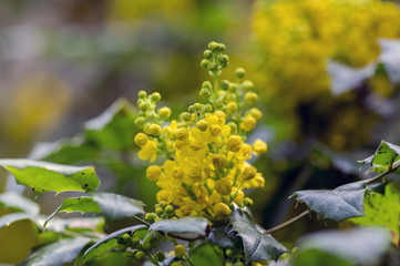 Mahonia aquifolium shrub with yellow flower, flowering spiny bush