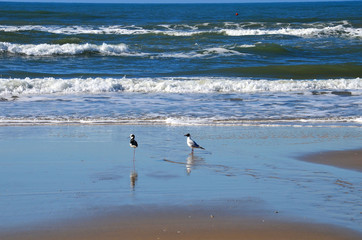 the Atlantic Ocean, Rio Grande do Sul, Brazil