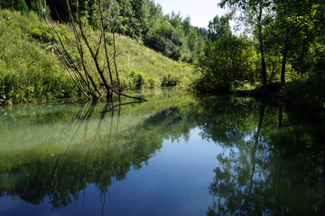 Pond and tree