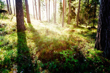 Summer landscape - in the forest on a Sunny day