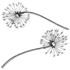 Wildflower dandelion in a vector style isolated. Full name of the plant: dandelion. Vector flower for background, texture, wrapper pattern, frame or border.
