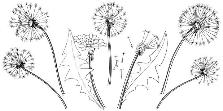 Wildflower dandelion in a vector style isolated. Full name of the plant: dandelion. Vector flower for background, texture, wrapper pattern, frame or border.