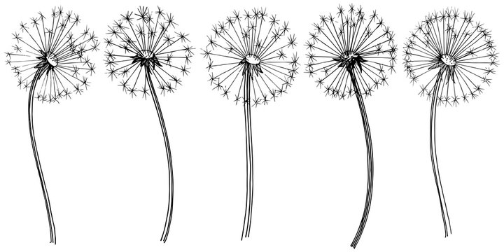 Dandelion Flower Vector Drawing Set Isolated Wild Plant and Flying Seeds  Stock Vector  Illustration of herbal floral 92613976