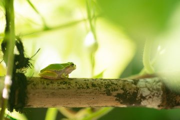 アマガエル