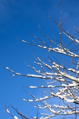Snow laden tree branches against a blue sky, UK.