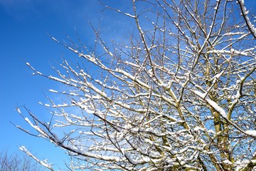 Snow laden tree branches against a blue sky, UK.