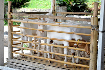 Thai business goat