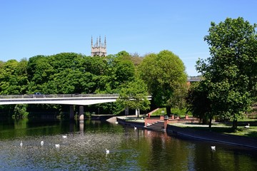 Swans on the River Trent with views towards the A5189 road bridge with St Peters church tower to the rear, Burton upon Trent, UK.