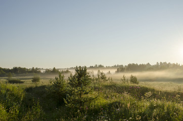 Fototapeta na wymiar Summer sunrise in foggy forest