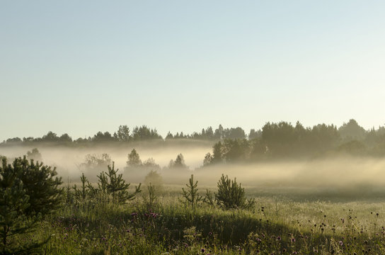 Summer sunrise in foggy forest © Svetlana