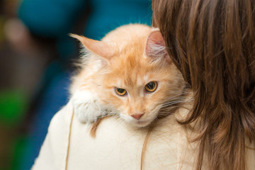 red cat lying on the shoulder of a woman