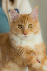 the red cat looks ahead in surprise