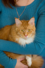  the cat rests on the hands of a woman