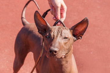 Mexican Hairless Dog