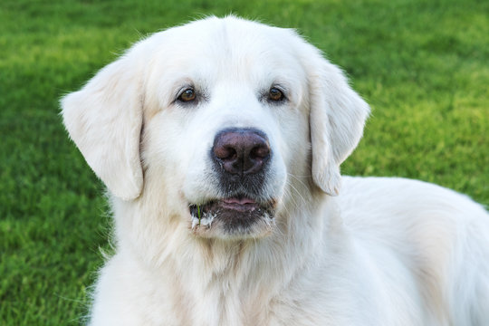 Slovak Cuvac dog.
