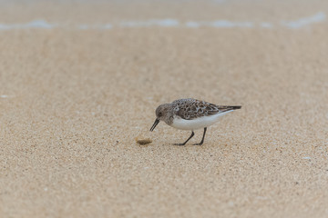 Calidris alba, Sanderling, bird eating a shellfish on the sand
