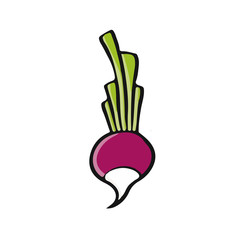 cartoon vector ilustration radish