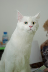 white cat Maine Coon saw something interesting ahead