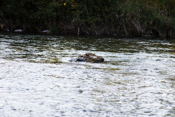 flie&szlig;ender fluss im sommer