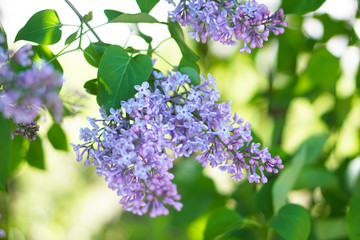 Blooming lilac tree in the garden