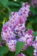 Blooming lilac tree in the garden