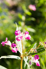 springkraut am fluss im sommer