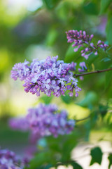 Blooming lilac tree in the garden