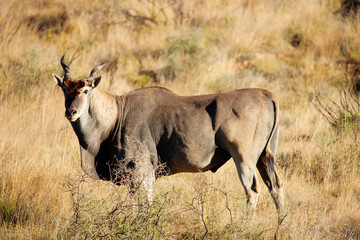 Eland