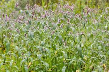 Mentha longifolia. Menta de Caballo. 