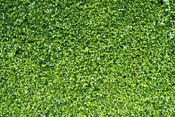 Fototapeta premium Green Leaves background