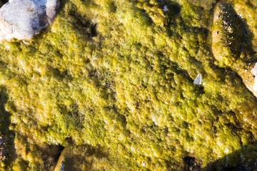 steine umgeben von algen