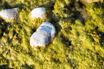 steine umgeben von algen