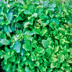 Many small green leaves