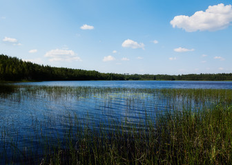 Summer landscape - lake shore in sunny day