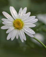 Obraz premium Daisy with Water Droplets 