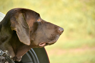 Beautiful dog. Portreit.