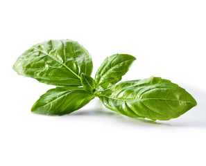 basil leaves close-up isolated on white  background for food 
design
