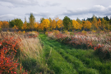 Autumn meadow with grass near the forest