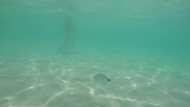 Fish swimming near people at the beach 120fps slow motion