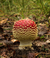Junger Fliegenpilz am Wegrand