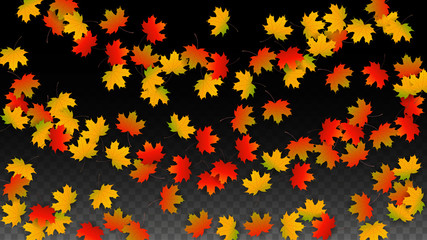 September Vector Background with Golden Falling Leaves. Autumn Illustration with Maple Red, Orange, Yellow Foliage. Isolated Leaf on Transparent Background. Bright Swirl. Suitable for Posters.