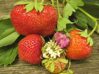 Ripe strawberry berry with leaves on an oak table. Close - up of four berries, one of them immature, and I'm in the center of the still life two clover flowers-one white, the other pink. Still life is