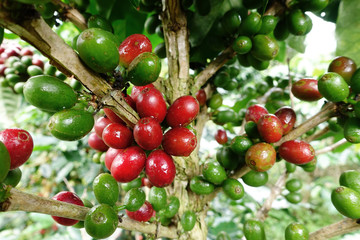 Coffee beans ripening on a tree.