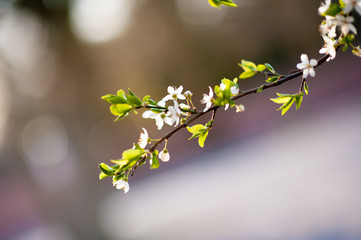 Branch In Narrow Depth Of Field Blossoming In Spring Light