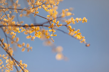 Branch In Narrow Depth Of Field Blossoming In Spring Light