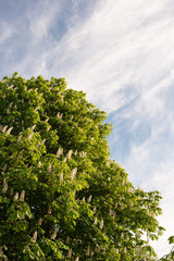 Chestnut Tree With Flowers In Spring Sunshine Against Mostly Blue Sky