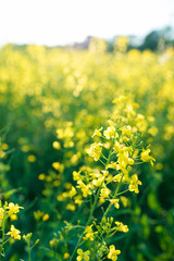 Field Of Yellow Flowers In Summer Sunshine