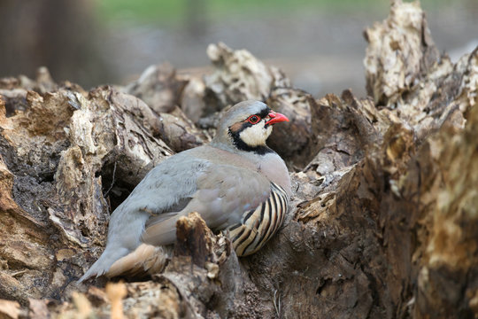 Chukar partridge (Alectoris graeca) resting on a log. Alectoris chukar is very similar to European rock partridge.